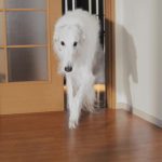 桃月なしこ出演！サカイ引越センター「まごころパンダ」新TVCMが公開