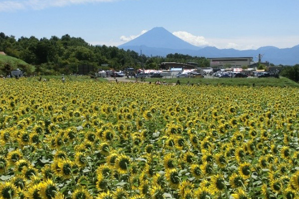 「北杜市明野サンフラワーフェス2023」40万本のひまわり、360度の大パノラマ、絶景「サンフェス」4年ぶりに本格開催！